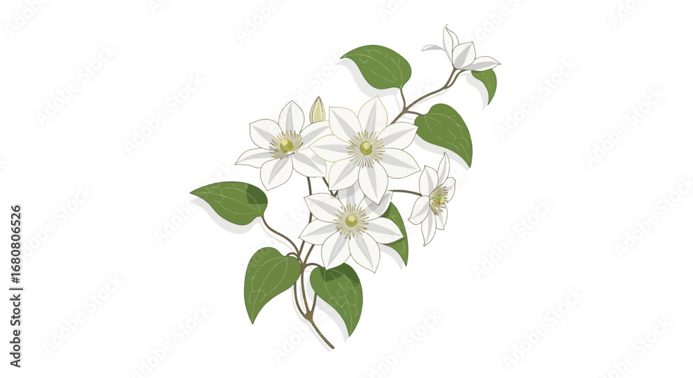 Fototapeta premium Elegant clematis vector illustration isolated on a pristine white space