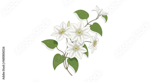 Elegant clematis vector illustration isolated on a pristine white space