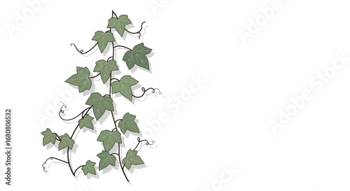 Elegant climbing plant vector illustration isolated on clean white backdrop