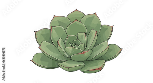 Elegant Echeveria Succulent Illustration with Detailed Green Petals