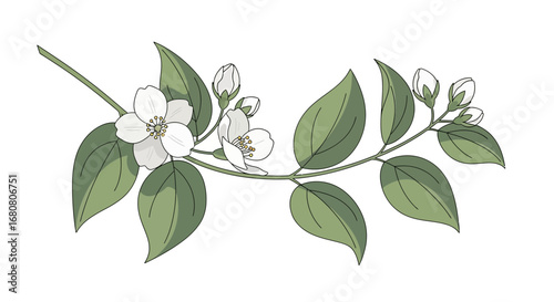 Elegant jasmine branch illustration with open flowers and closed buds