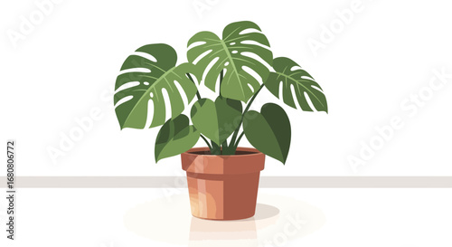 Elegant monstera deliciosa plant in terracotta pot for botanical illustration