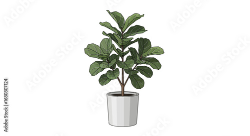 Fiddle Leaf Fig Plant in White Pot for Interior Design Element