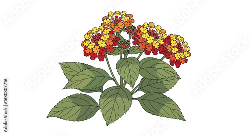 Illustrative botanical artwork featuring lantana camara plant on white backdrop