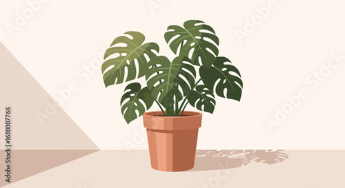 Indoor monstera deliciosa plant displayed in terracotta pot on modern background