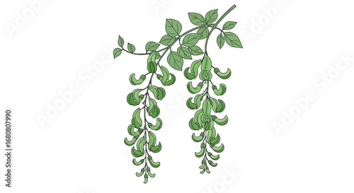 Jade Vine illustration with detailed foliage isolated on white background