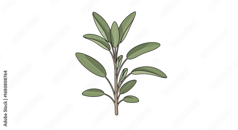 Fototapeta premium Stylized digital illustration of sage plant against a white backdrop