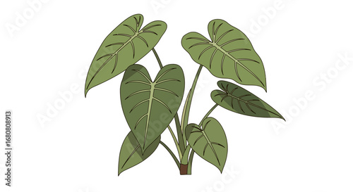 Stylized rendition of taro plant illustration against a clean background