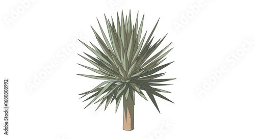 Stylized vector drawing showcases the unique charm of a Yucca plant