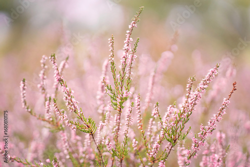 Beautiful pink blooming heather in the summer 