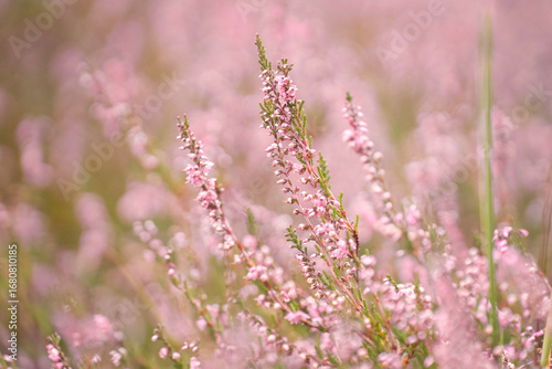 Beautiful pink blooming heather in the summer 