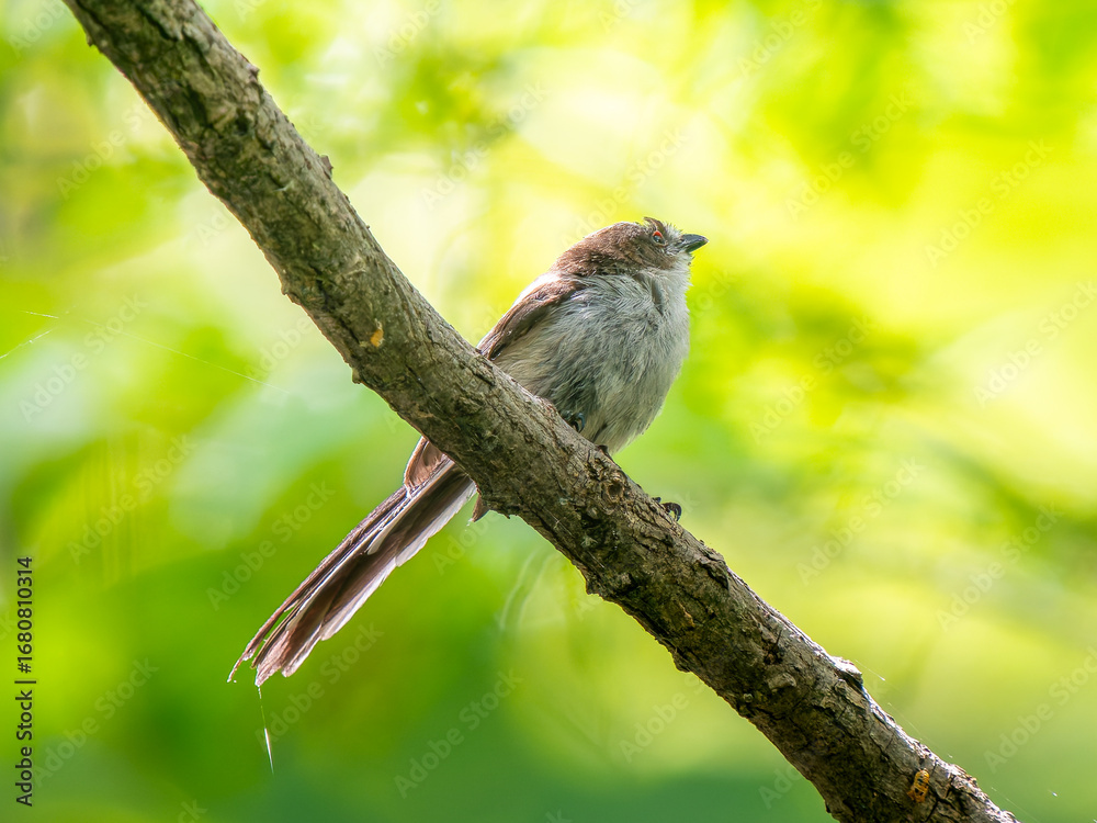 Fototapeta premium 枝にとまるエナガ