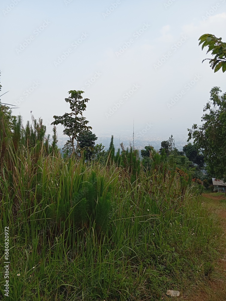 Obraz premium The forest