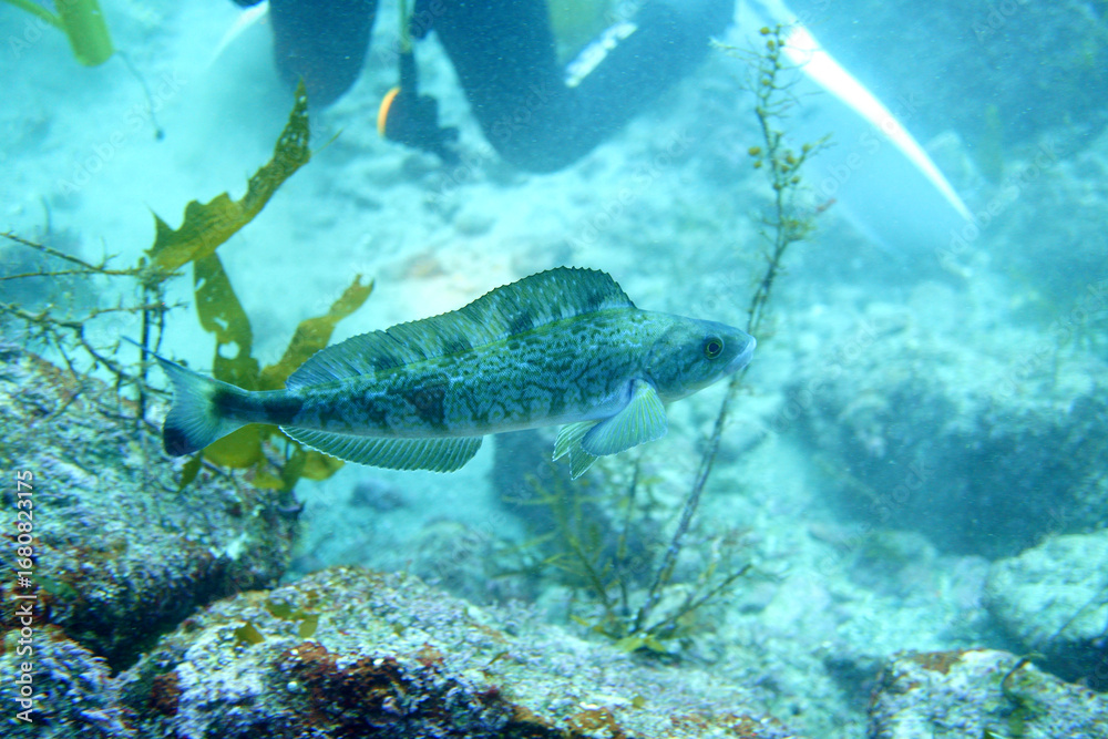 Fototapeta premium 岩場の海底を泳ぐ魚と背後に映るダイバーの姿を捉えた水中風景