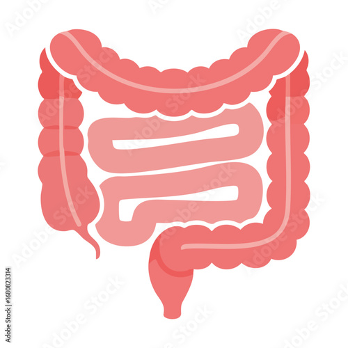 Illustration of Large and Small Intestine
