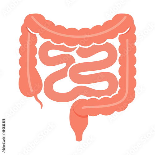 Illustration of Large and Small Intestine