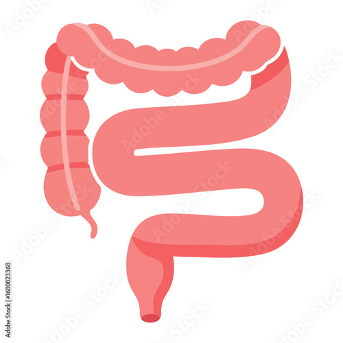 Illustration of Large and Small Intestine