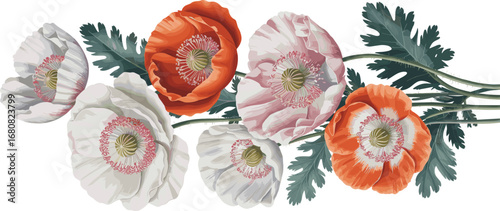 Botanical illustration of vibrant poppy flowers in red, orange, and white with lush green foliage, vertical floral composition