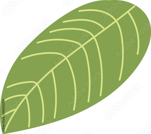 Avocado Leaf Drawing
