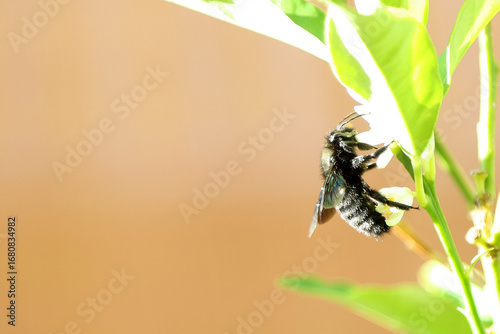 Vespa Andrena agilissima