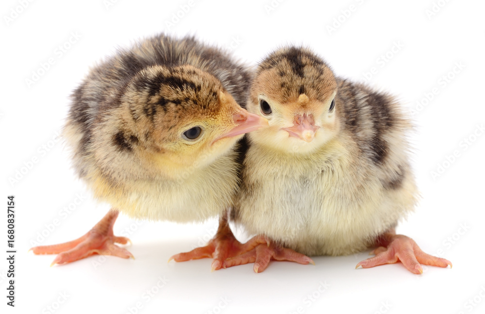 Obraz premium Two turkey chicks isolated on white background