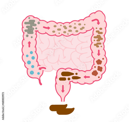 The process of stool formation in the large intestine