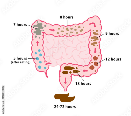 The process of stool formation in the large intestine