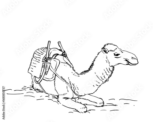 Hand-drawn vector sketch of a resting dromedary camel with authentic Moroccan saddle, legs folded beneath. Side-front view, head in profile. Clean line art without shading, isolated on white