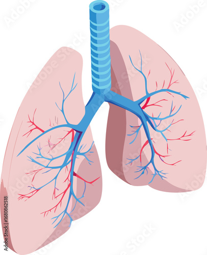 3D illustration of human lungs, showcasing their structure and anatomy in a detailed and educational manner