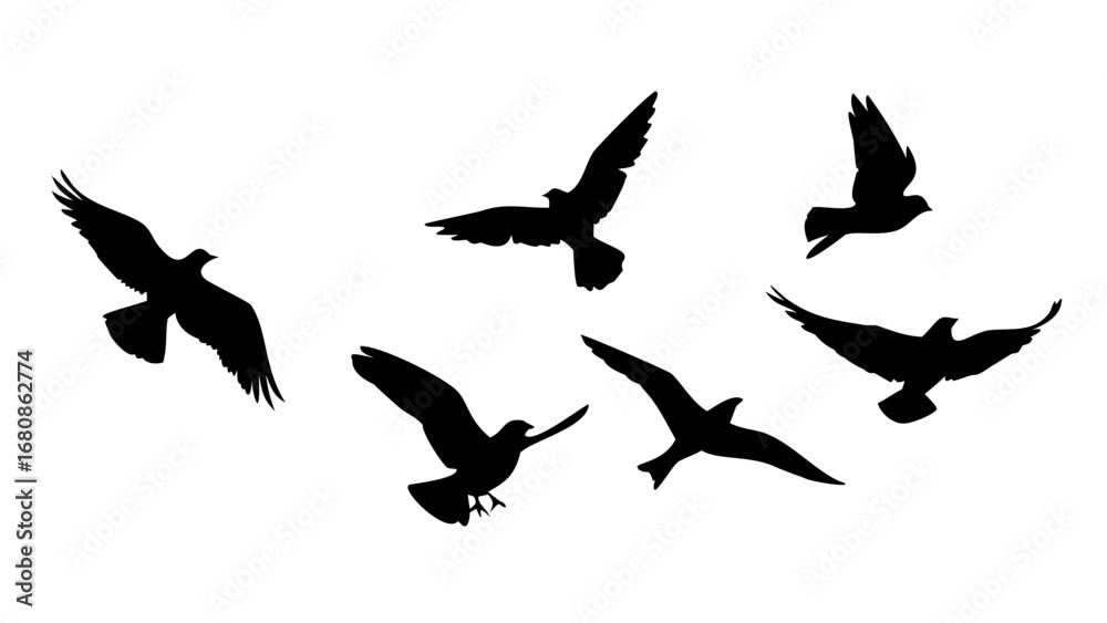 Obraz premium Birds in Flight and Perched silhouette flying