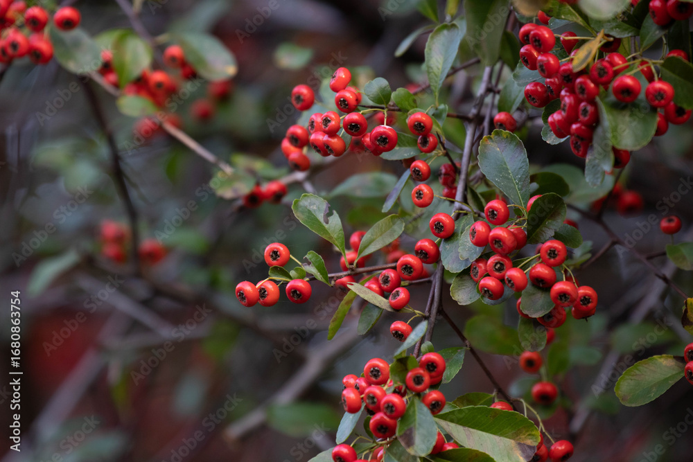 Fototapeta premium Autumn Concept, Red Winter Berries in the Park