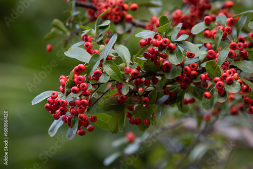 Autumn Concept, Red Winter Berries in the Park