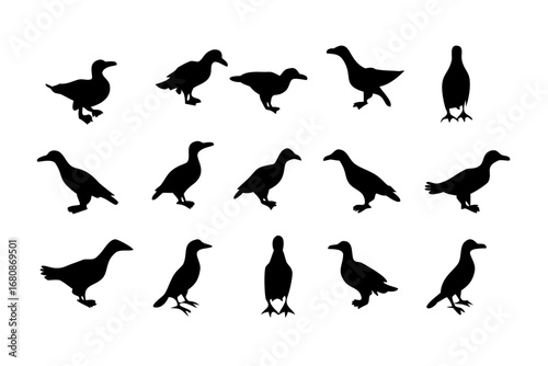 Vector art of silhouette of ducks in various poses, featuring waterfowl swimming, standing, and preening with detailed feathers