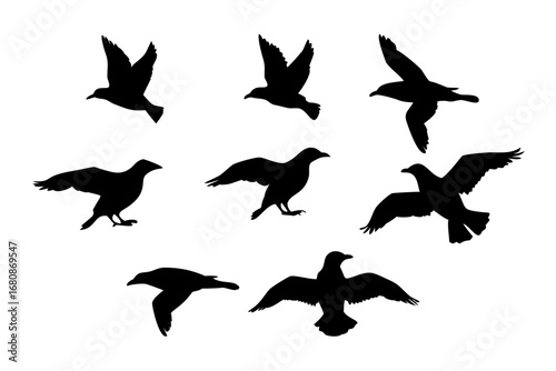 Vector art of silhouette of crows and ravens in flight, showcasing birds soaring with wings spread and dynamic movement