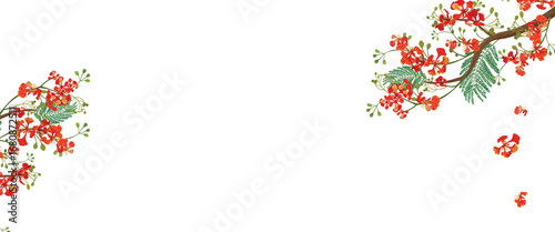 Vibrant Flame Tree Blossoms on Black Background Illustration