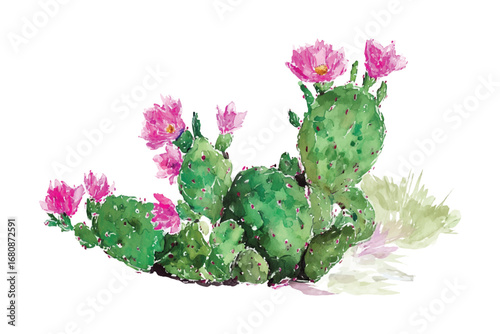 A Vector Watercolor cactus with flowers illustration on transparent background. Desert plant art. Cactus pads and blossoms in a watercolor style. Isolated vector.