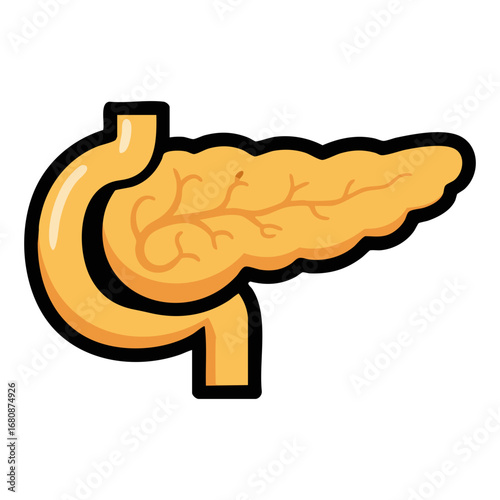 pancreas human body part