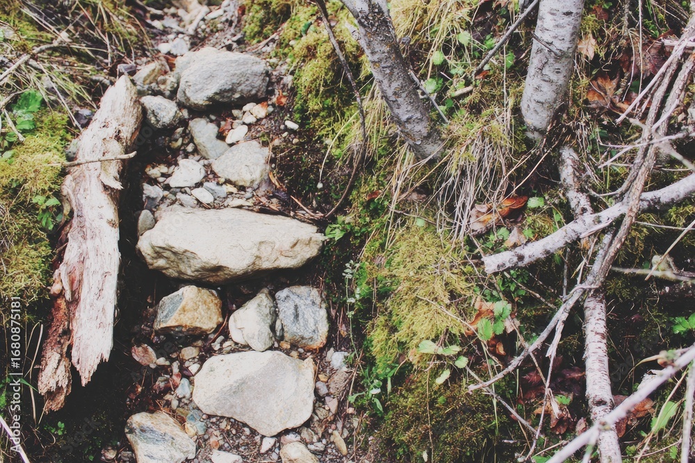 Obraz premium Rocky, mossy forest path winding through