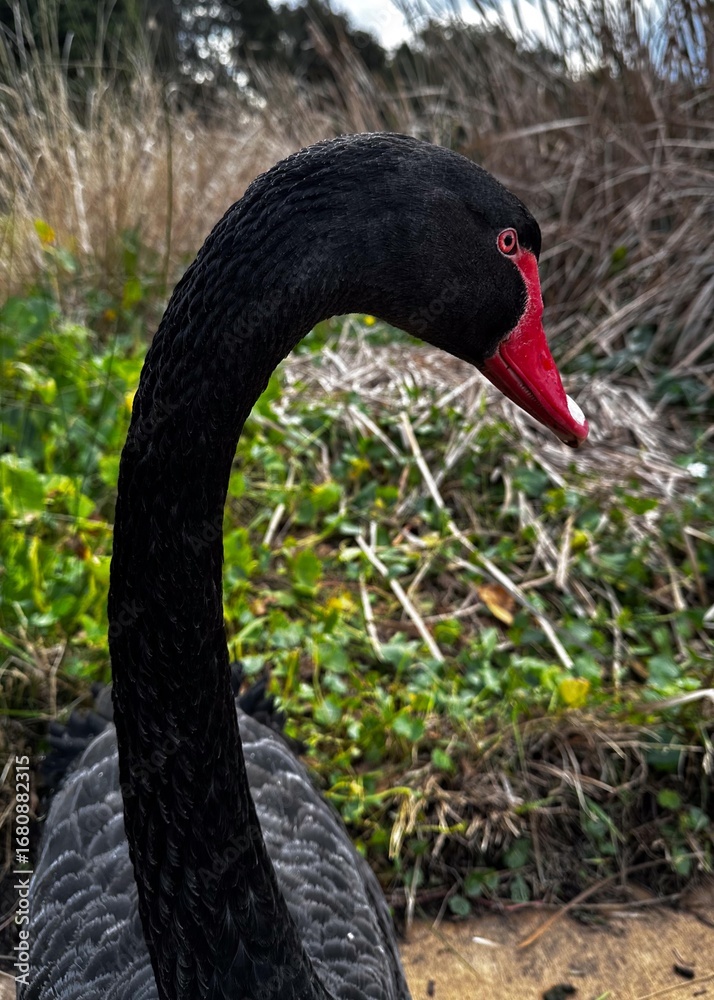 Obraz premium Black Swan profile
