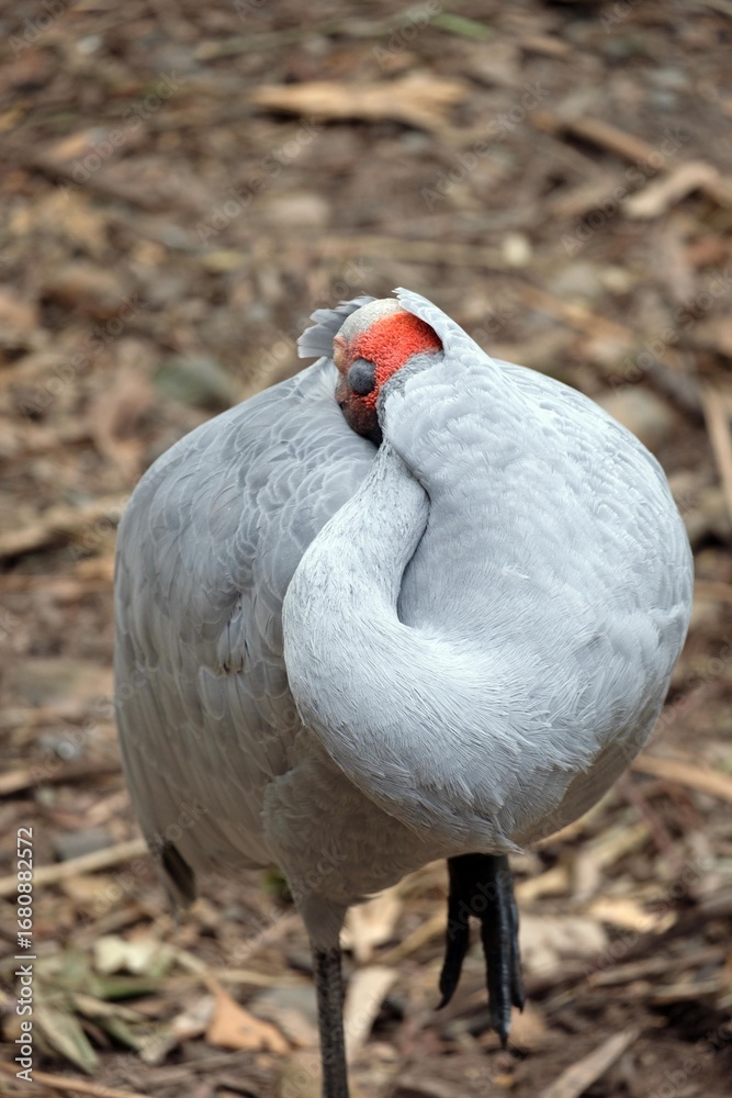 Obraz premium Brolga Bird of Australia