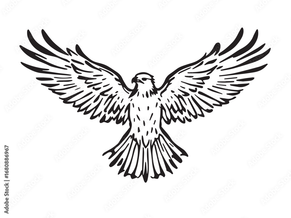 Fototapeta premium Hawk line art illustration