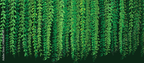 curtain creeper plant green fresh illustration design