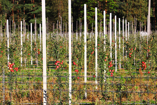 Apple orchard with rows of trees and support poles