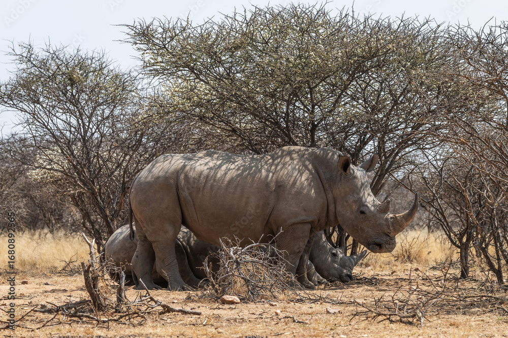 Fototapeta premium Rhinocéros blancs à l'ombre d'un acacia