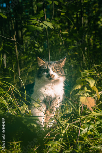 A cat is sitting among the grass in an autumn park with a very important expression on its face.