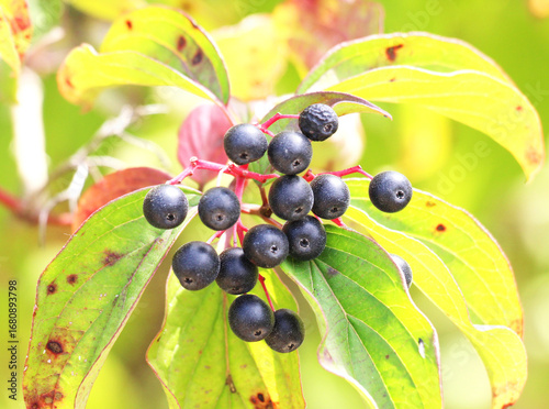 The berries of cornus sanguinea ripen on the branch of the bush.