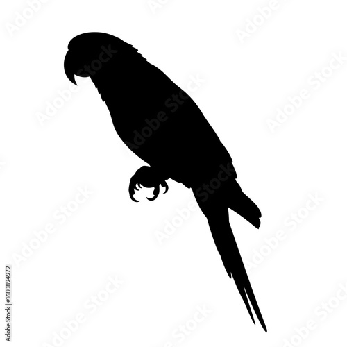 Black silhouette of a parrot perched isolated on white background silhouette