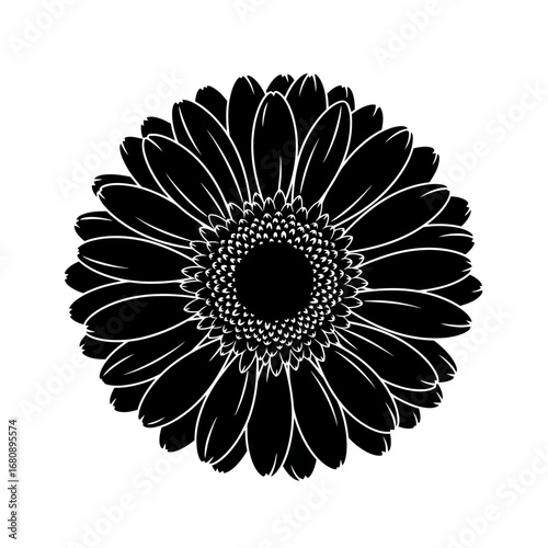 Black gerbera daisy silhouette isolated on white background
