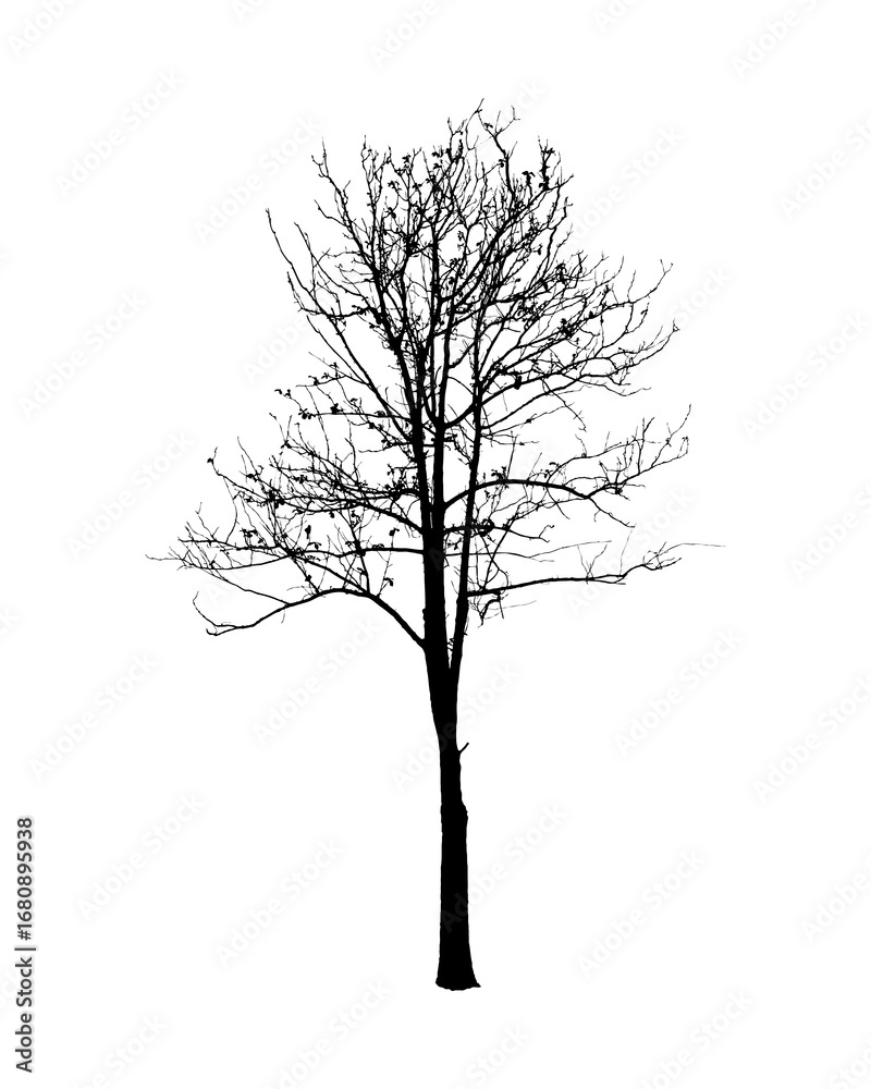 Fototapeta premium Silhouette of bare tree isolated on white background
