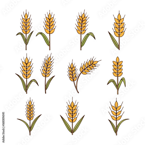 Collection of golden wheat stalks with green leaves isolated on white background
